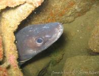 Week-end Audierne - Bio