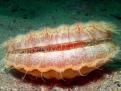 Coquille St Jacques vivante autre photographe