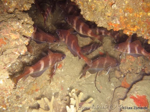 2008 09 28 SM Basse 08