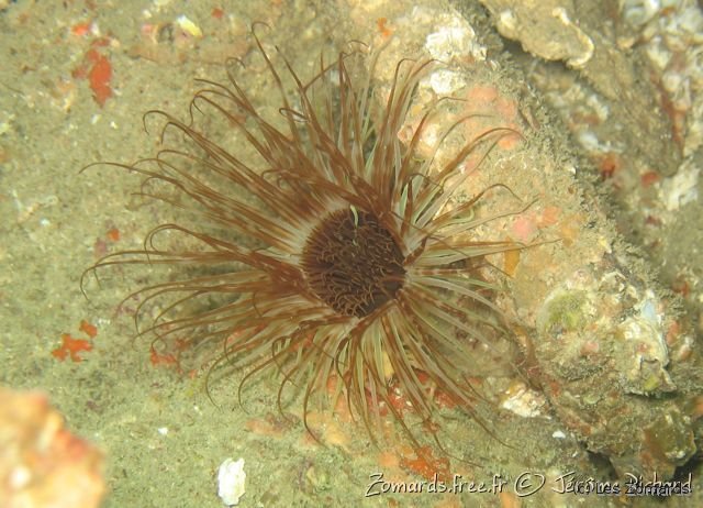 2008 09 28 SM Basse 09