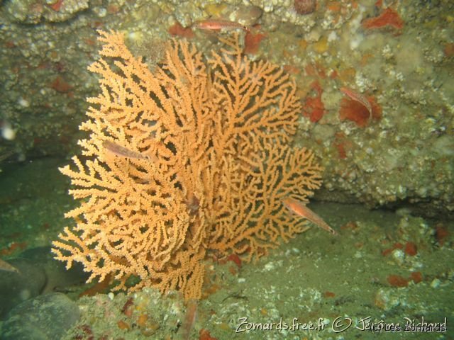 2008 09 28 SM Basse 12