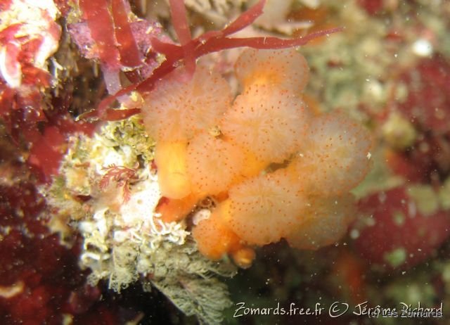 2008 09 28 SM Basse 14