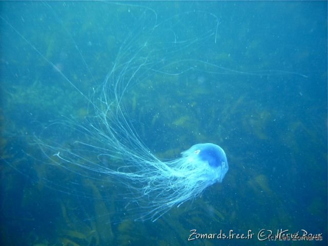 2010 05 Audierne Bio01