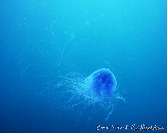 2010 05 Audierne Bio02