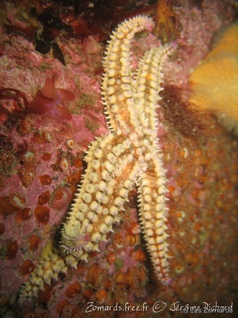 2010 05 Audierne Bio04