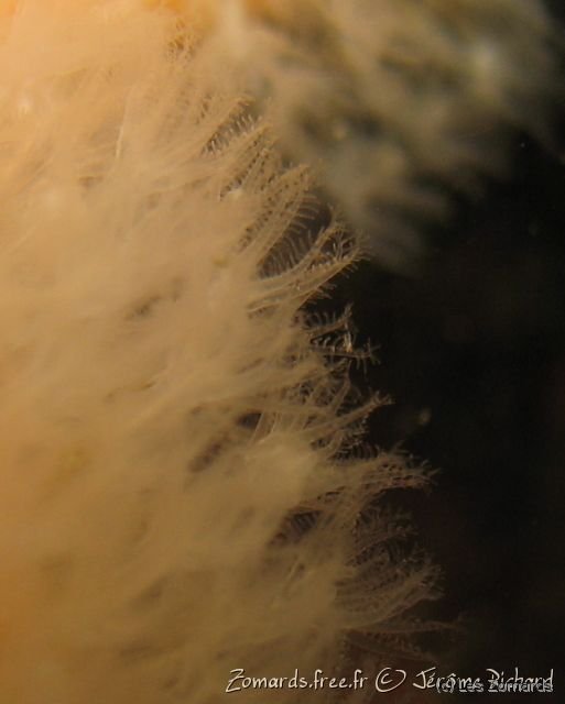 2010 05 Audierne Bio05