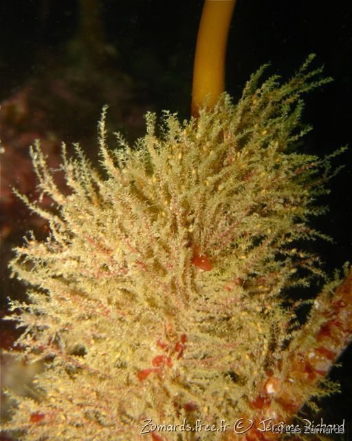 2010 05 Audierne Bio07