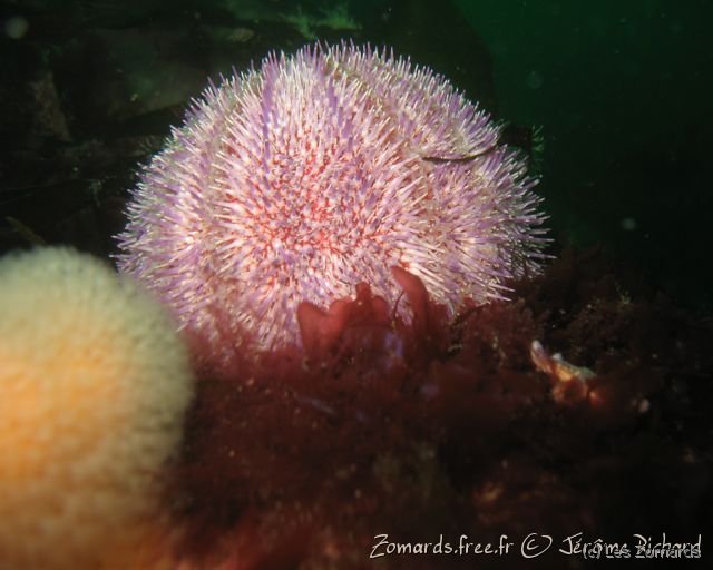 2010 05 Audierne Bio11