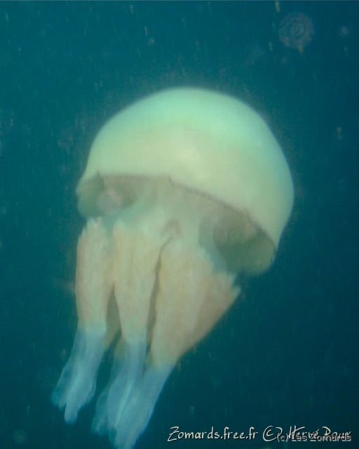 2010 05 Audierne Bio12