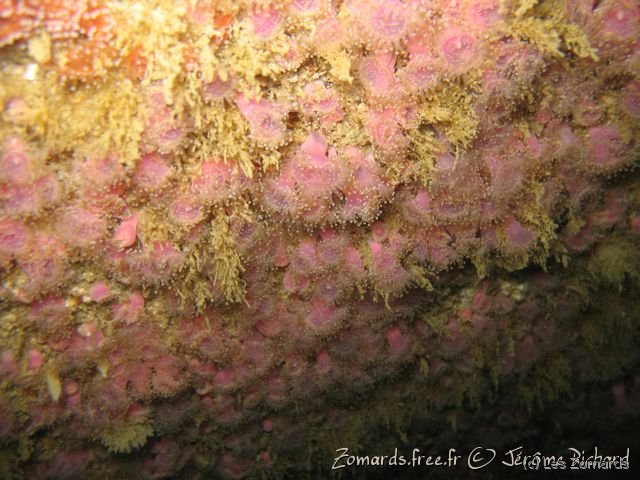 2010 05 Audierne Bio19