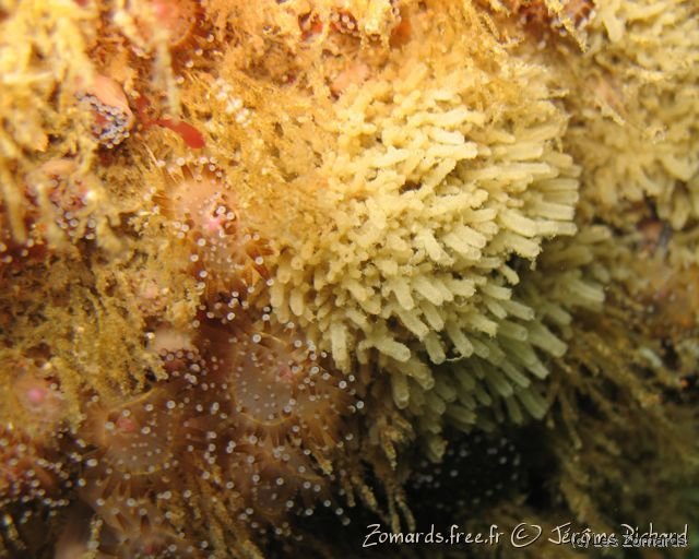 2010 05 Audierne Bio20