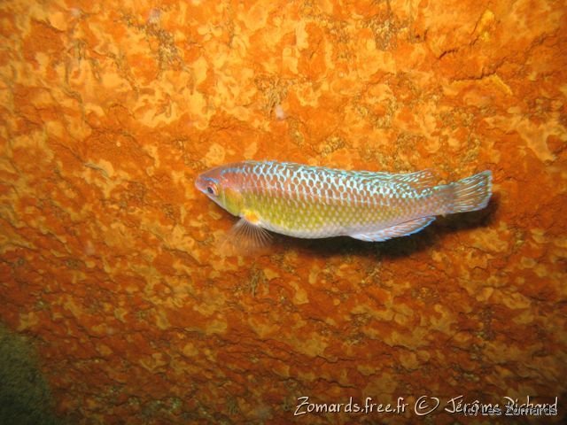 2010 05 Audierne Bio26