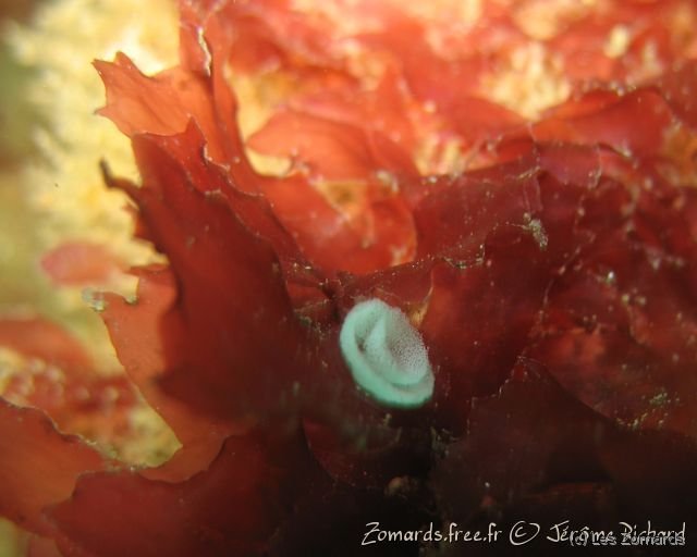 2010 05 Audierne Bio28