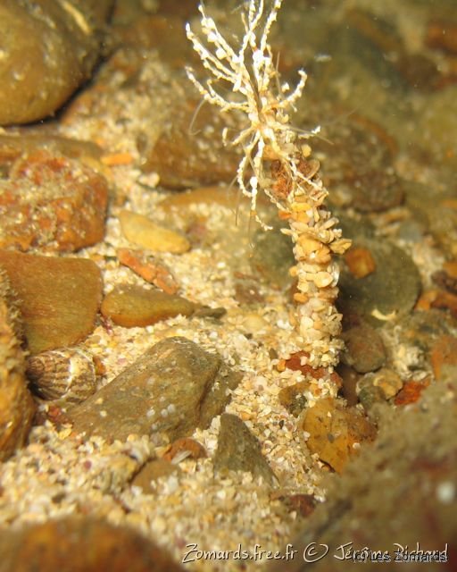 2010 05 Audierne Bio30