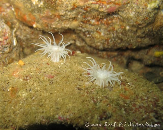 2010 05 Audierne Bio32