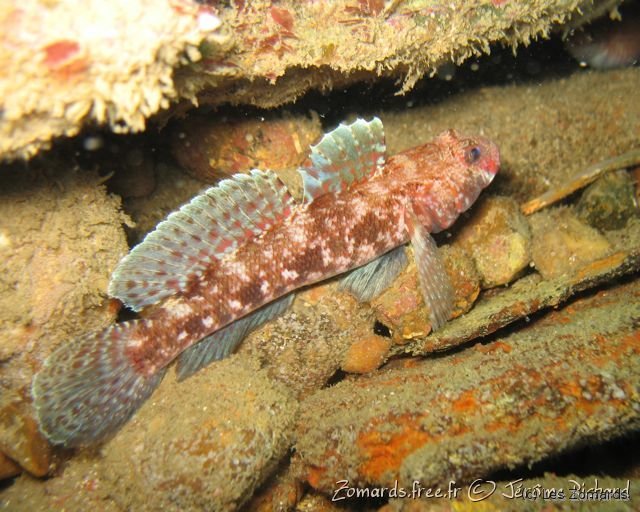 2010 05 Audierne Bio36