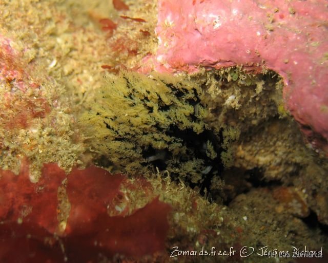 2010 05 Audierne Bio37