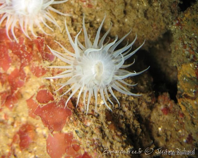 2010 05 Audierne Bio38