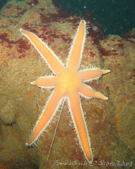 2010 05 Audierne Bio41