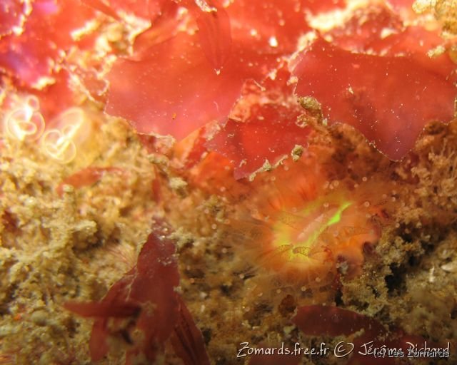 2010 05 Audierne Bio46