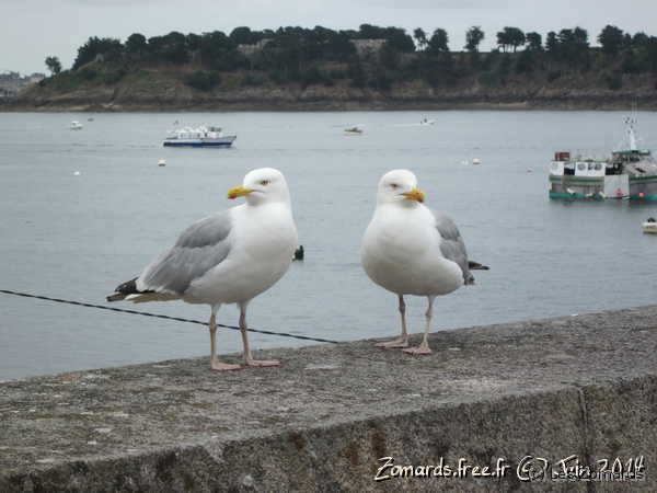 2014-06-Dinard-IMG 3089