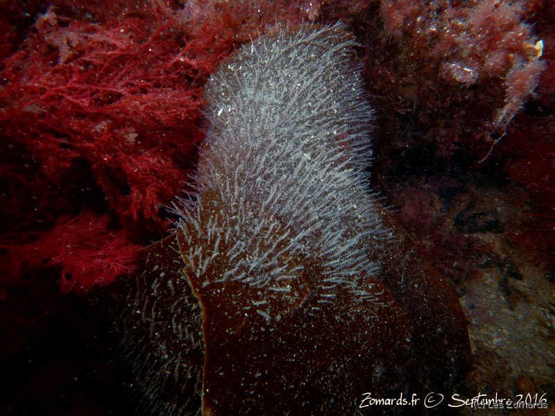 2016-09-Dinard-DSCN0237