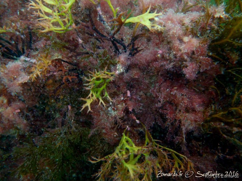 2016-09-Dinard-DSCN0240