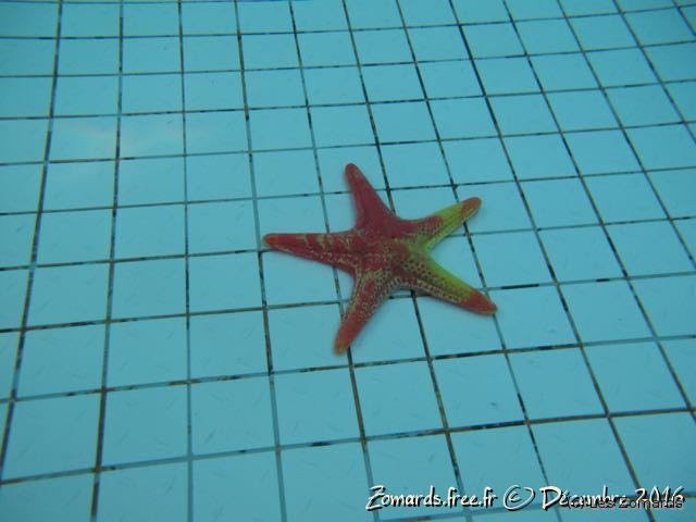 2016-TeÌ�leÌ�thon - 300