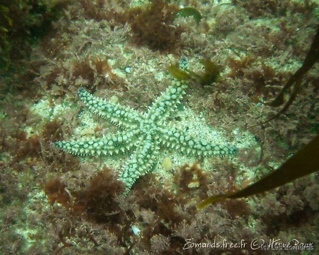 Audierne 2009 Apnee 13