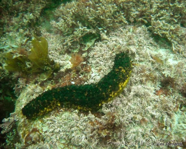 Audierne 2009 Apnee 16