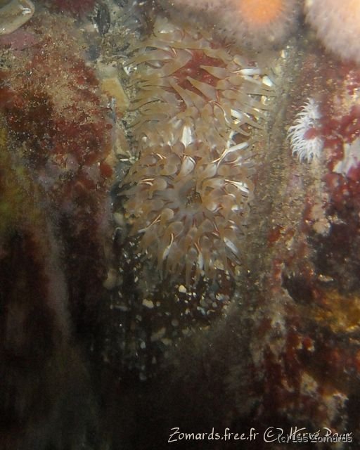 Audierne 2009 Apnee 23