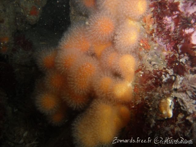 Audierne 2009 Apnee 24