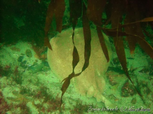 Audierne 2009 Apnee 25