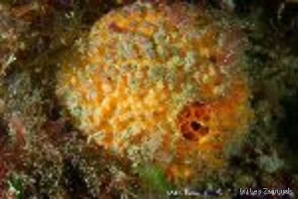 Orange de mer  autre photographe